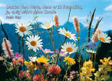 Postkarten Wiesenblumen, 6 Stück