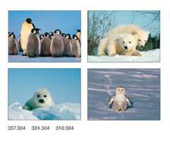 Postkartenserie Junge Polartiere, 12 Stück