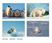 Postkartenserie Junge Polartiere, 12 Stück Postkartenserie Junge Polartiere, 12 Stück