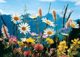 Siegfried Eigstler - Faltkarten Wiesenblumen, 5 Stück Faltkarten Wiesenblumen, 5 Stück